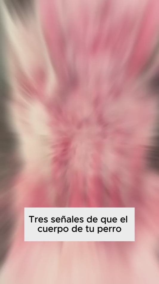 🐶 💚 Immal Gotas® Natural Defense – Protección 100%  Antibiótica Natural para Perros 🩺🐾🐕